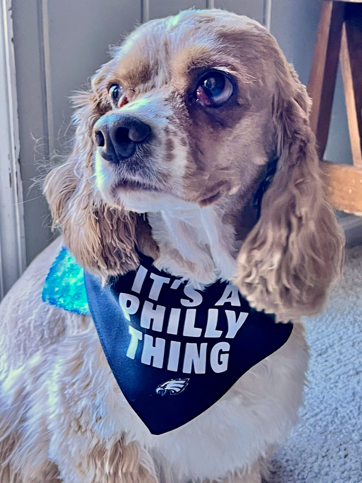 Pet of the Month Dawkins