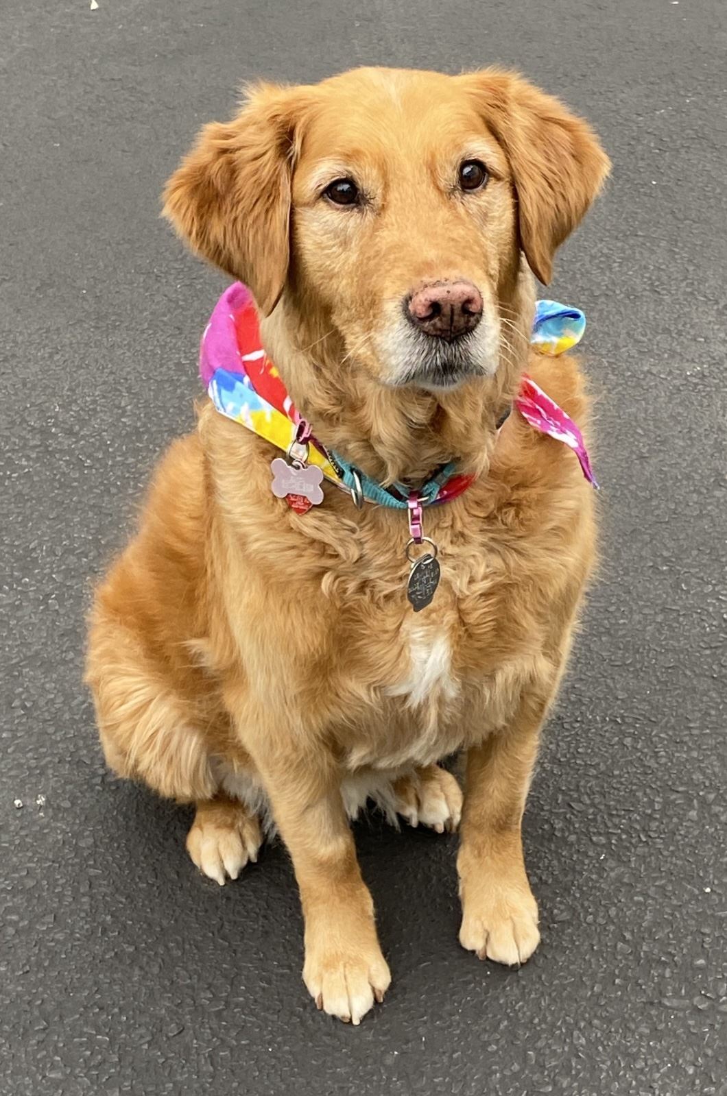 Elyza the Golden Retriever